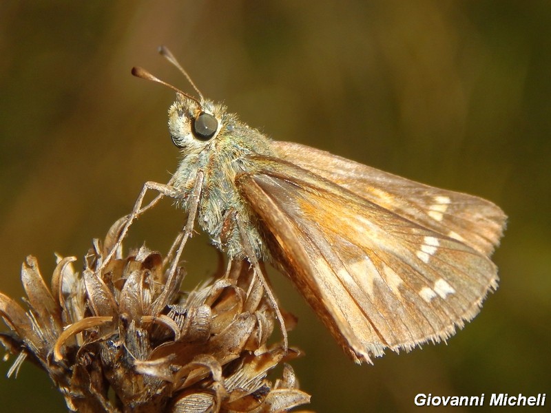 Hesperia comma